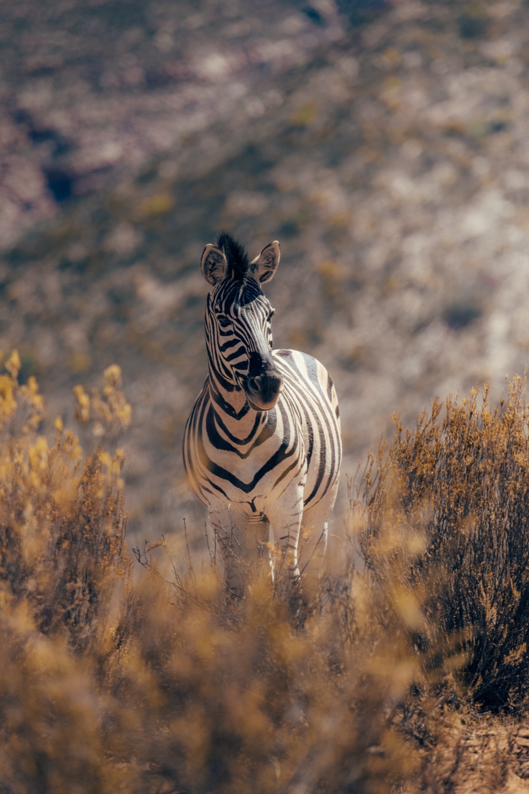 Zebra at Aquila